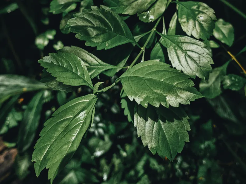 Spagyrik – Ganzheitliche Heilkraft für Ihr Wohlbefinden